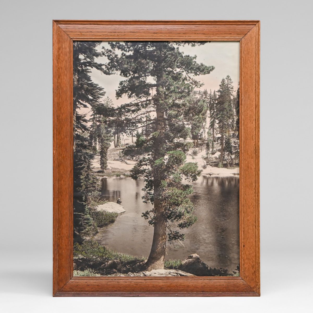 Large Yosemite Hand-Tinted Photo "Douglas Fir at Clark's" c1910