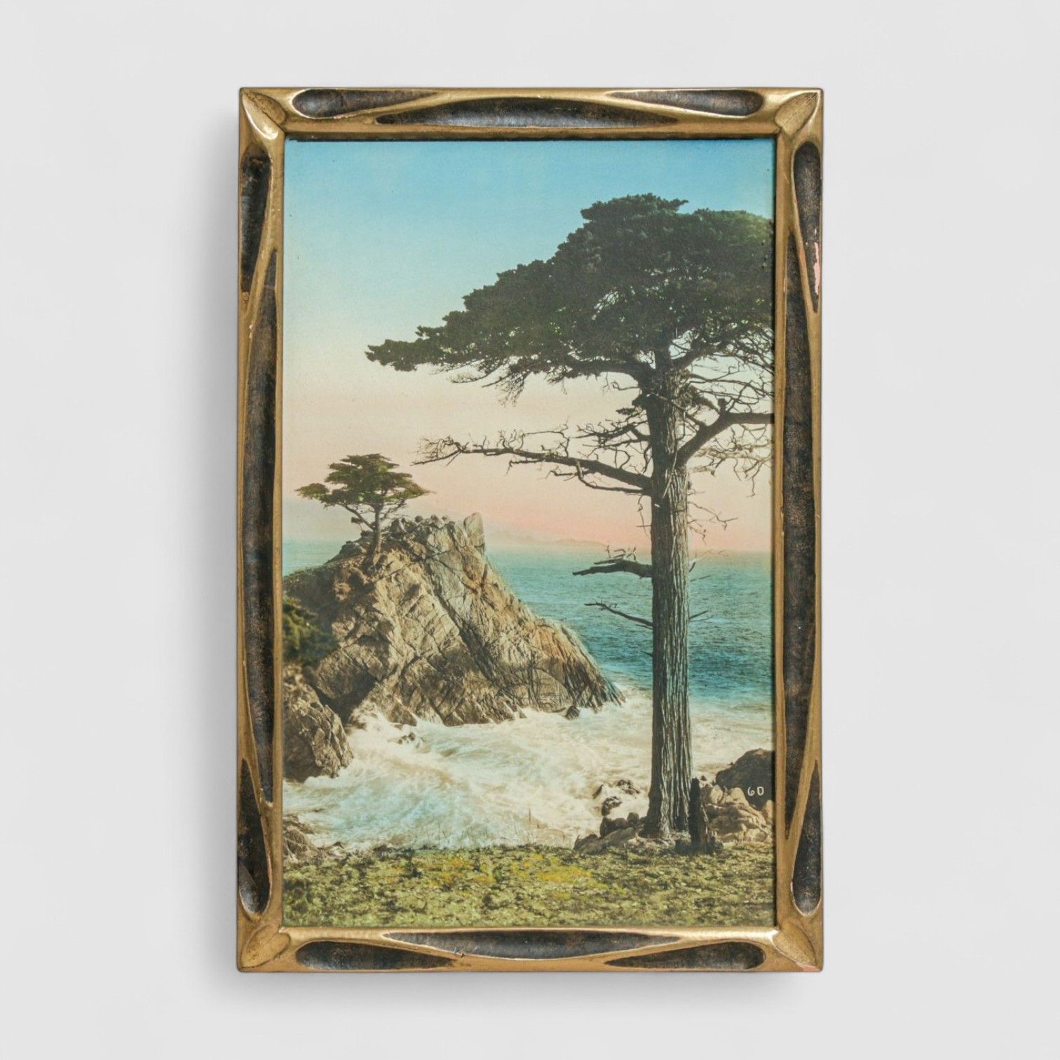 California Monterey Cypress Tinted Photo "Midway Point, Famous 17 Mile Drive" c1910