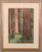 William S. Rice Watercolor Of Ca Redwood Trees 